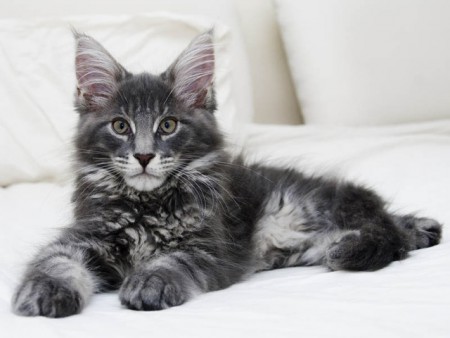 Main coon